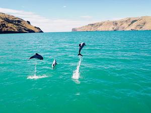 cute dolphins